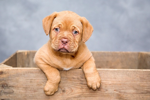 petshops.com.ng