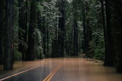The Avenue of the Giants in Humboldt flooded after weeks of catastrophic downpours, in Redcrest, Calif. on, Jan. 13.